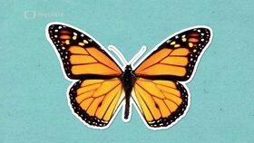 Proč jsou motýli tak barevní?