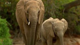 Pouštní sloni - obrovští a vytrvalí trosečníci