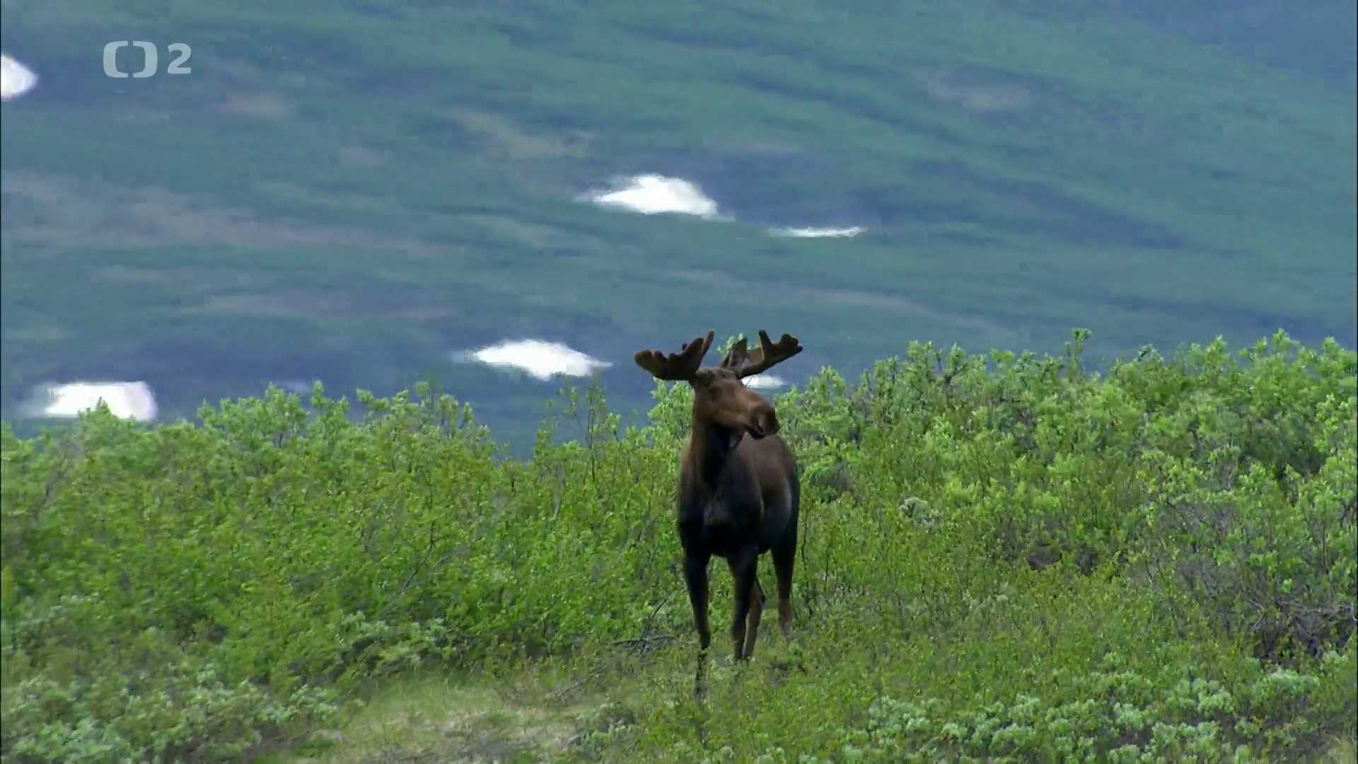 Hory, lesy a ledovce