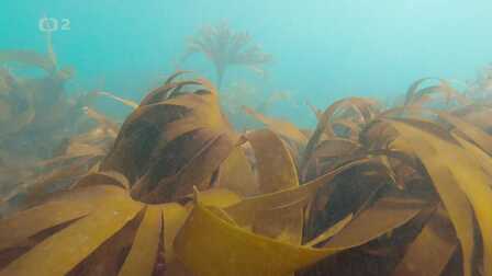 Mořské řasy – hnědé zlato oceánu