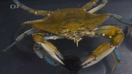 Invaze modrých krabů