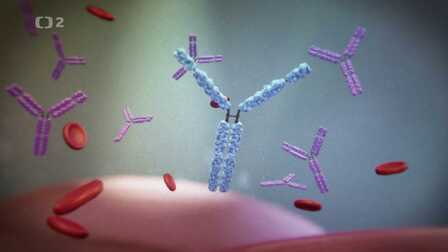 Nanoprotilátky – léčivá síla velbloudů