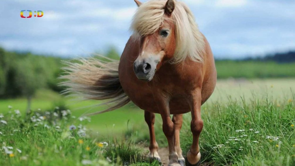 Poník – kůň trpaslíků