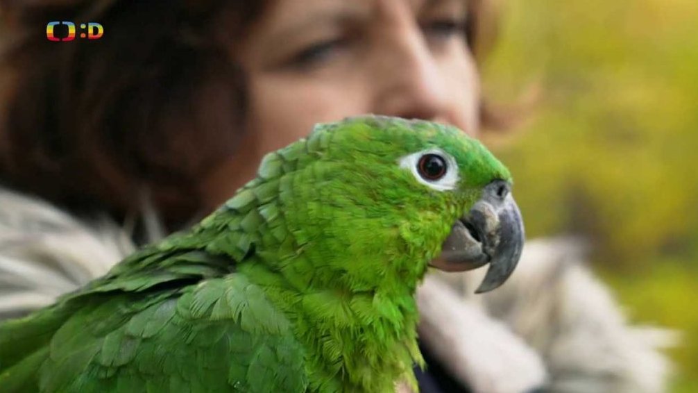 Příroda: Záchranná stanice papoušků