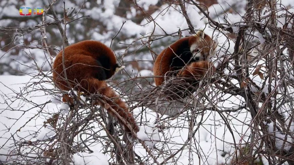 Příroda: Panda červená