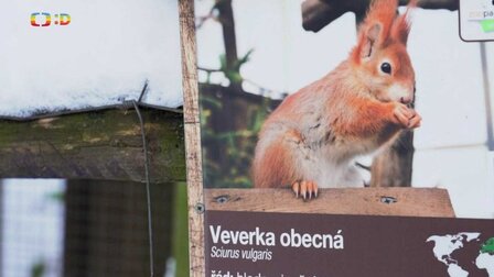 Zatímco veverka spí, můžeš se o ní něco dozvědět