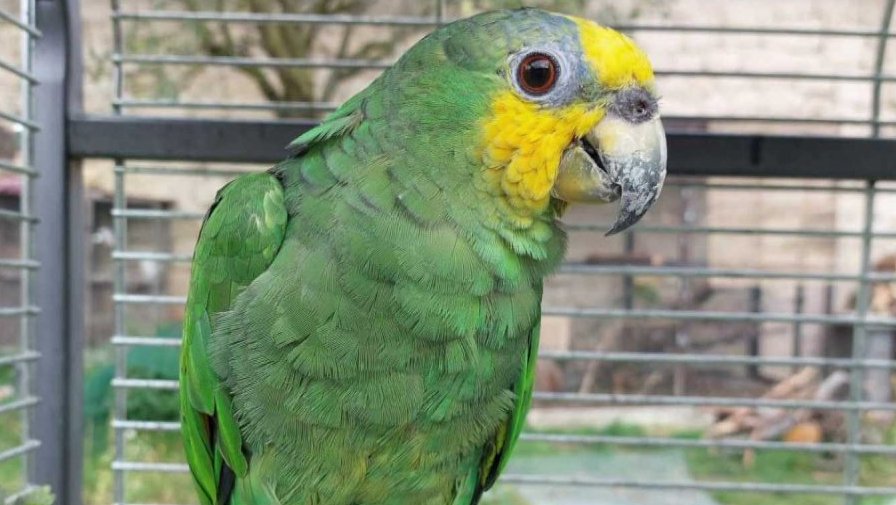 Roztáhněte křídla a leťte – ukázka papoušků v botance