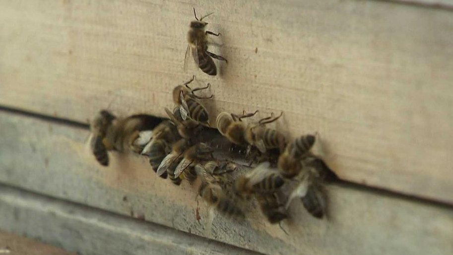 Včelí svět v Hulicích