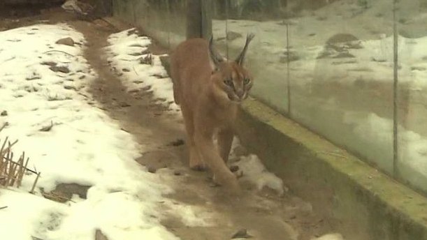 Zoo Dvůr Králové nad Labem