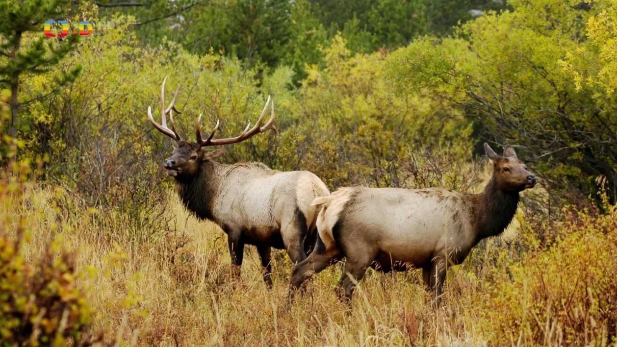 Wapiti