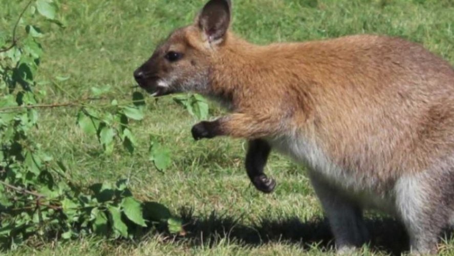 Den s klokany v Zooparku Zelčín
