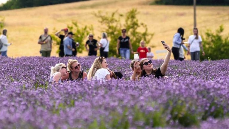 Levandulový festival v Bezděkově