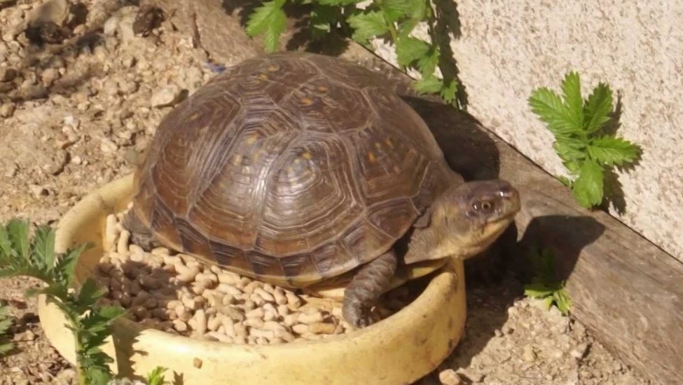 Želví zahrada