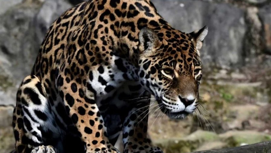 Den pro zoologické zahrady Olomouc