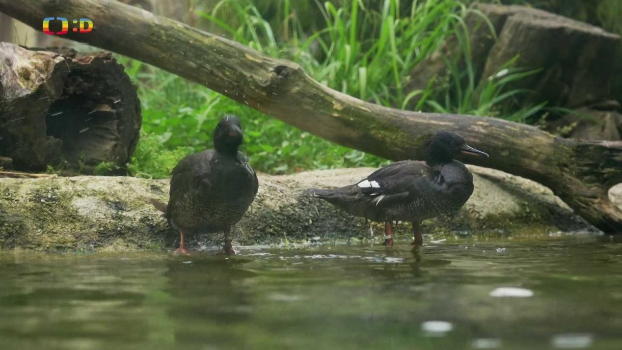 Příroda: Morčák paranský