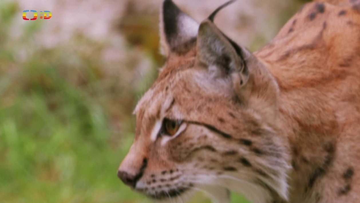 Příroda: Rys ostrovid