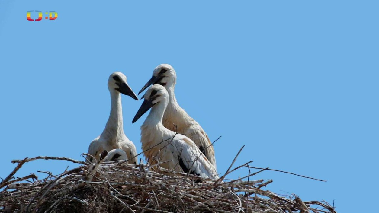 Příroda: Ornitologocké pozorovatelny