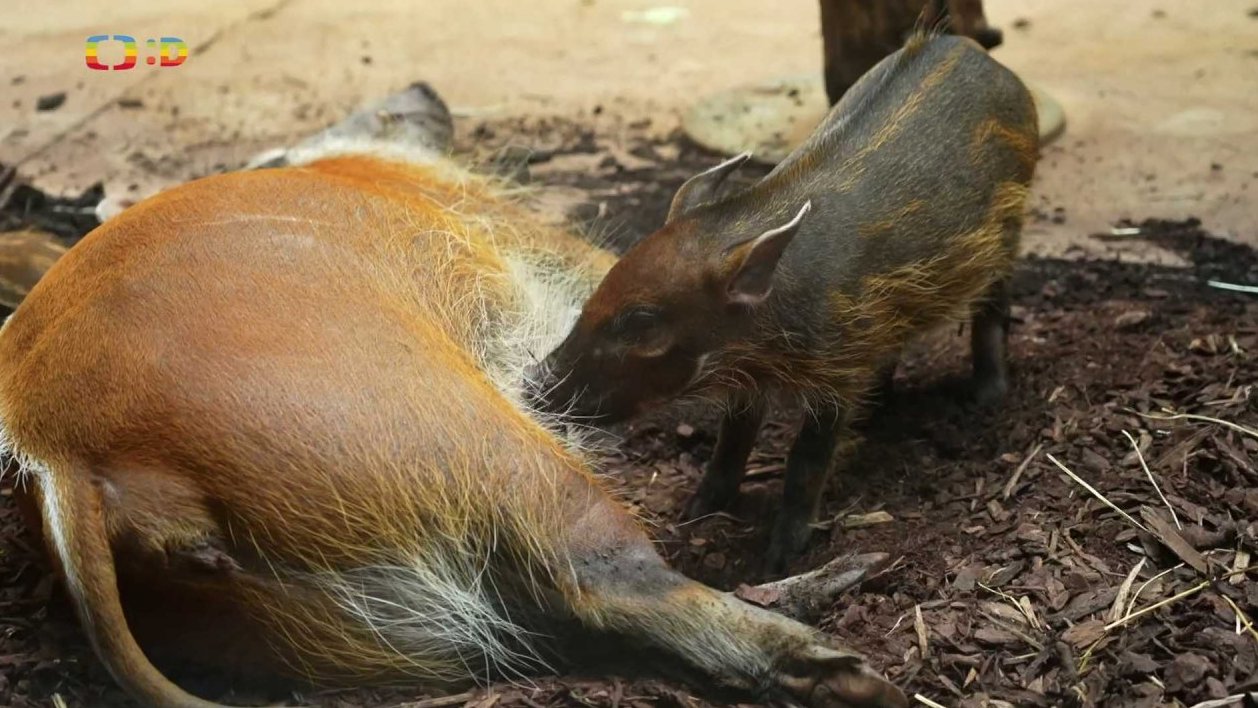 Příroda: Štětkouni afričtí