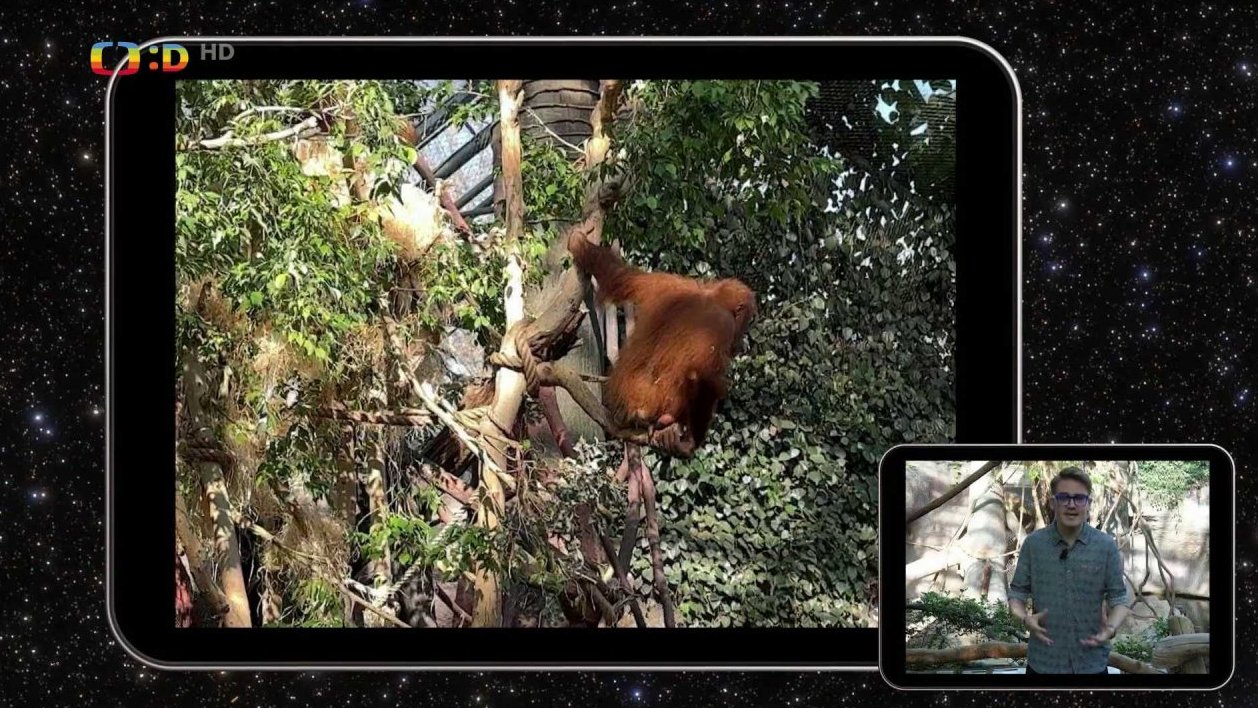 Zvířecí osobnosti