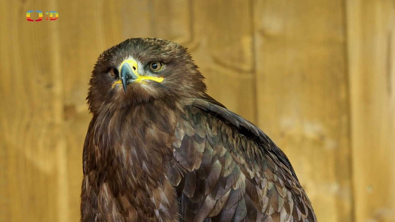 Příroda: Ptáci v nouzi