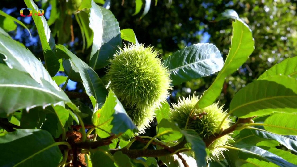 Příroda: Městské parky a hřiště