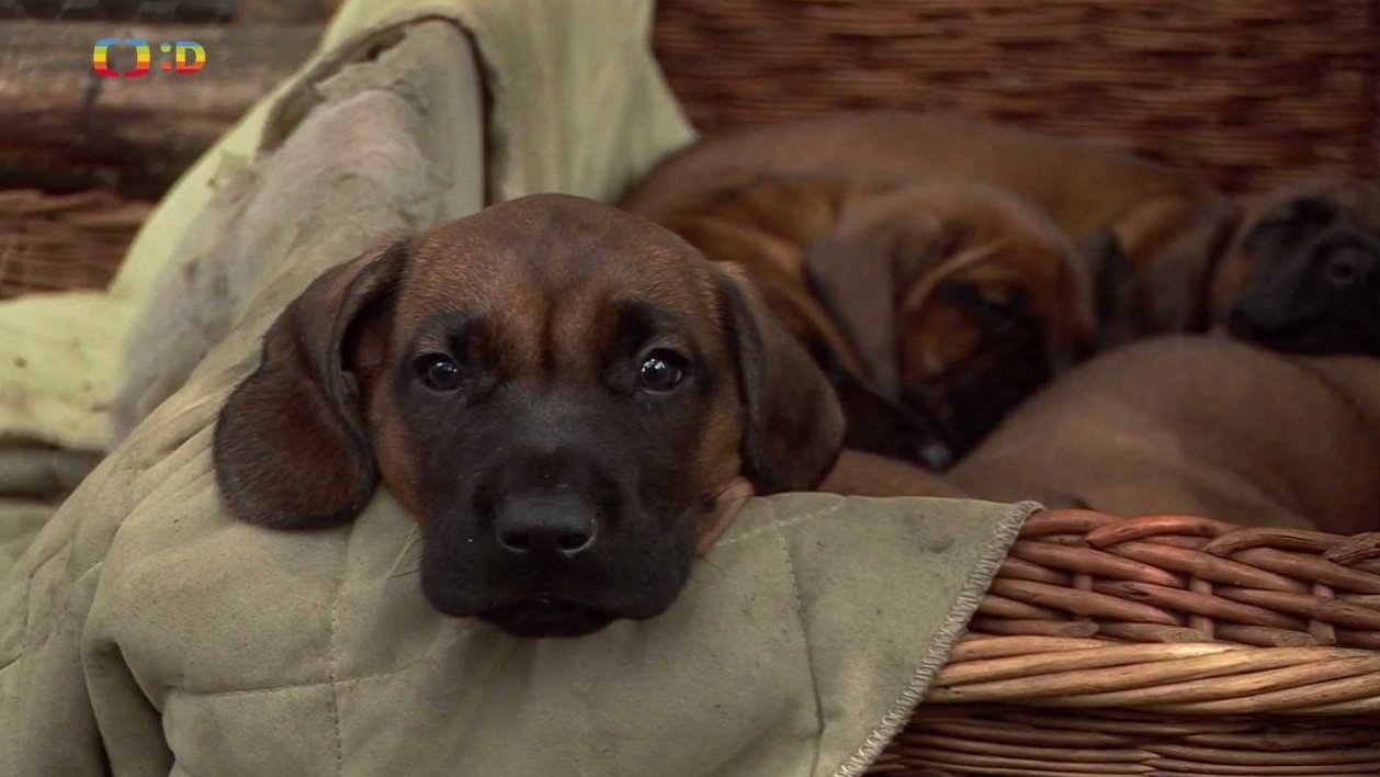 Pohádky pro štěňátka