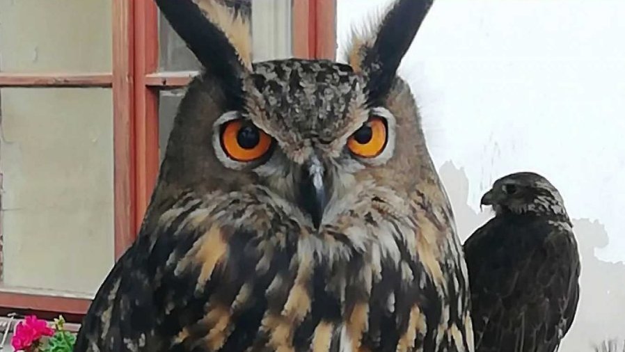 Sokolnické lovy na Sovinci