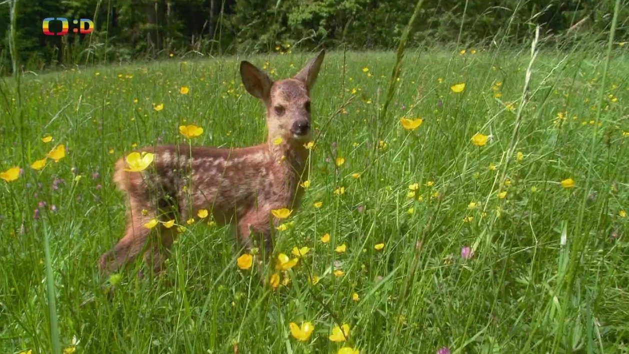 Pohádky pro štěňátka