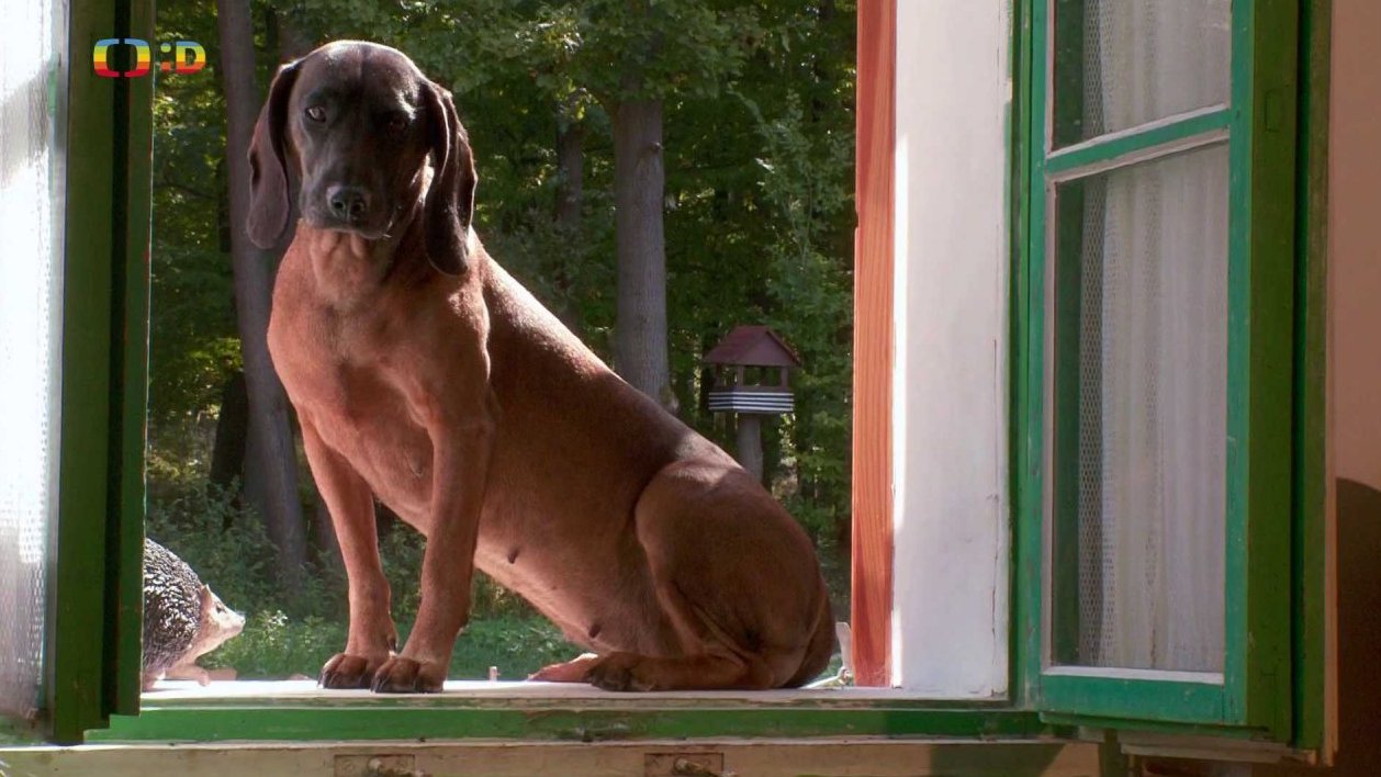 Pohádky pro štěňátka