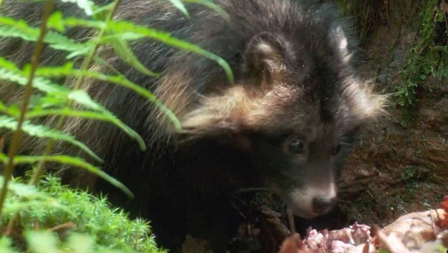 Pohádky pro štěňátka