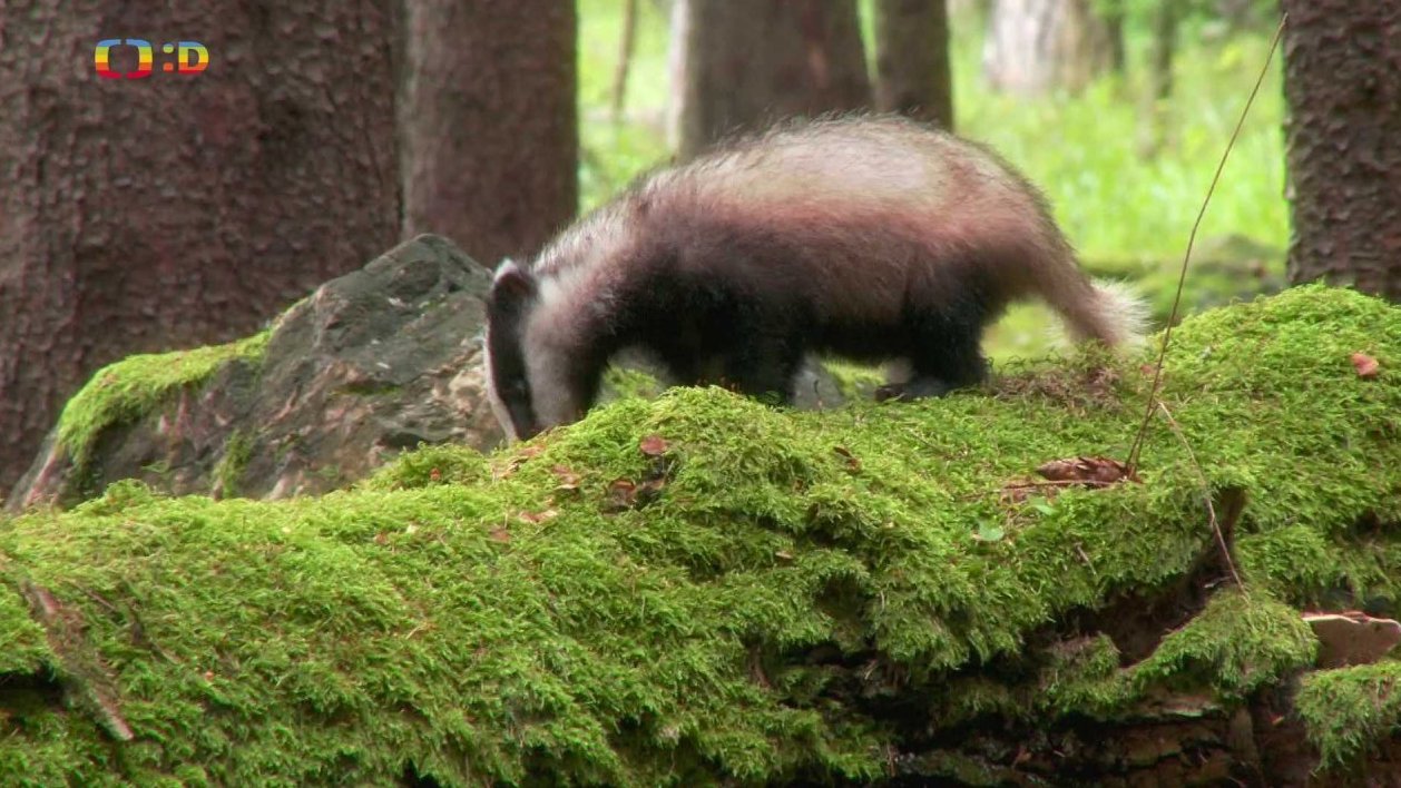 Pohádky pro štěňátka