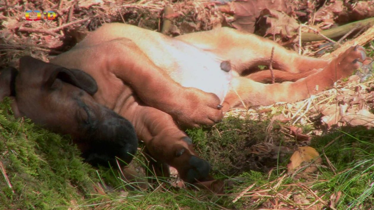 Pohádky pro štěňátka