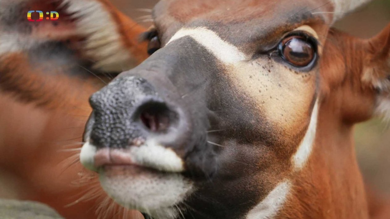 Příroda: Bongo horský