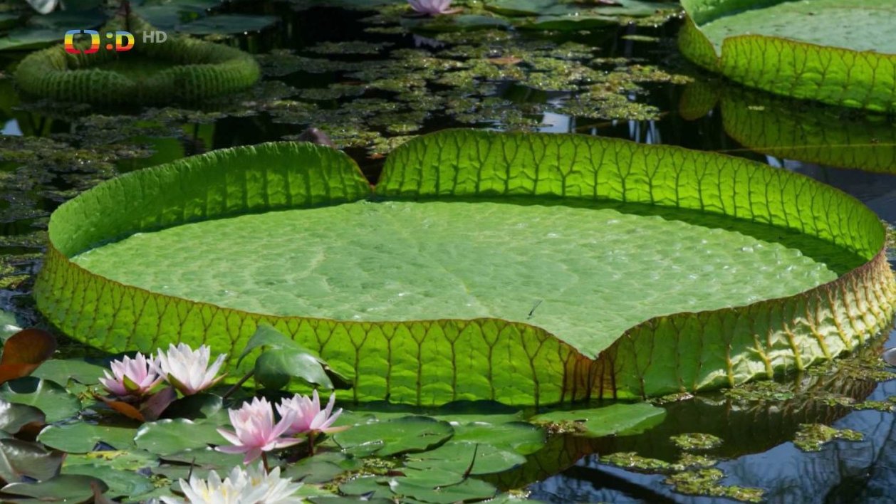 Leknín, co unese dítě