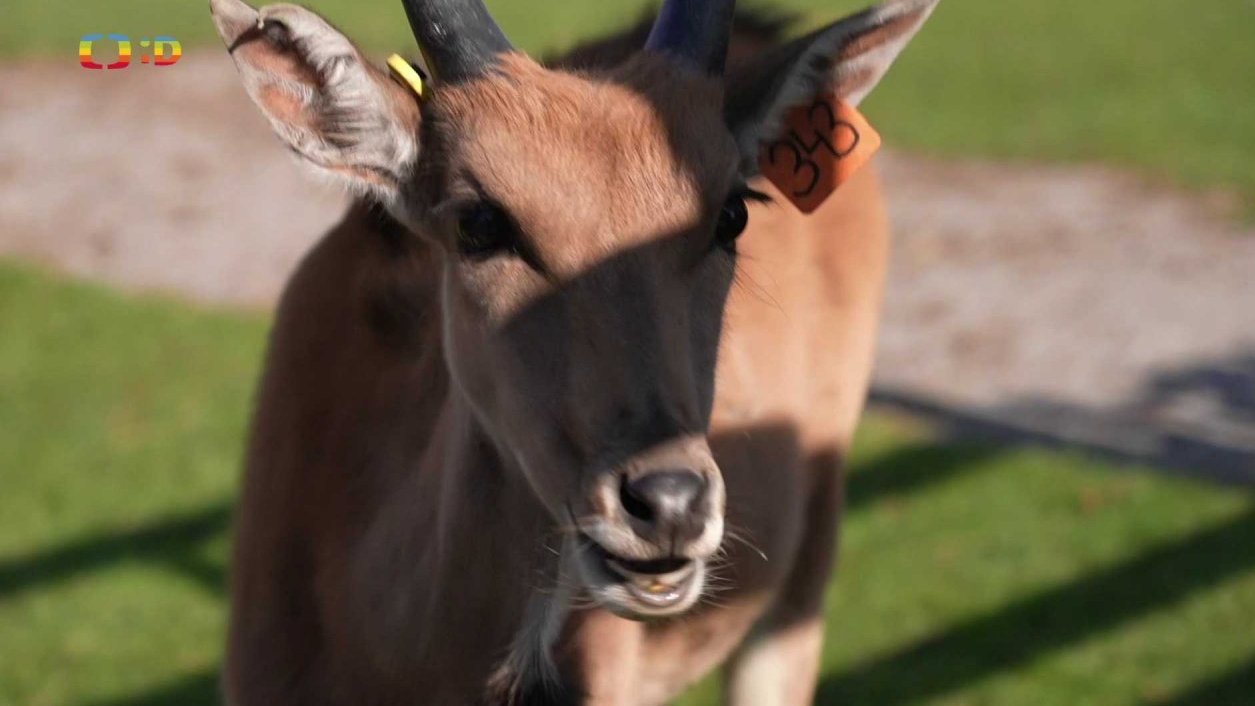 Příroda: Antilopa losí a derbyho