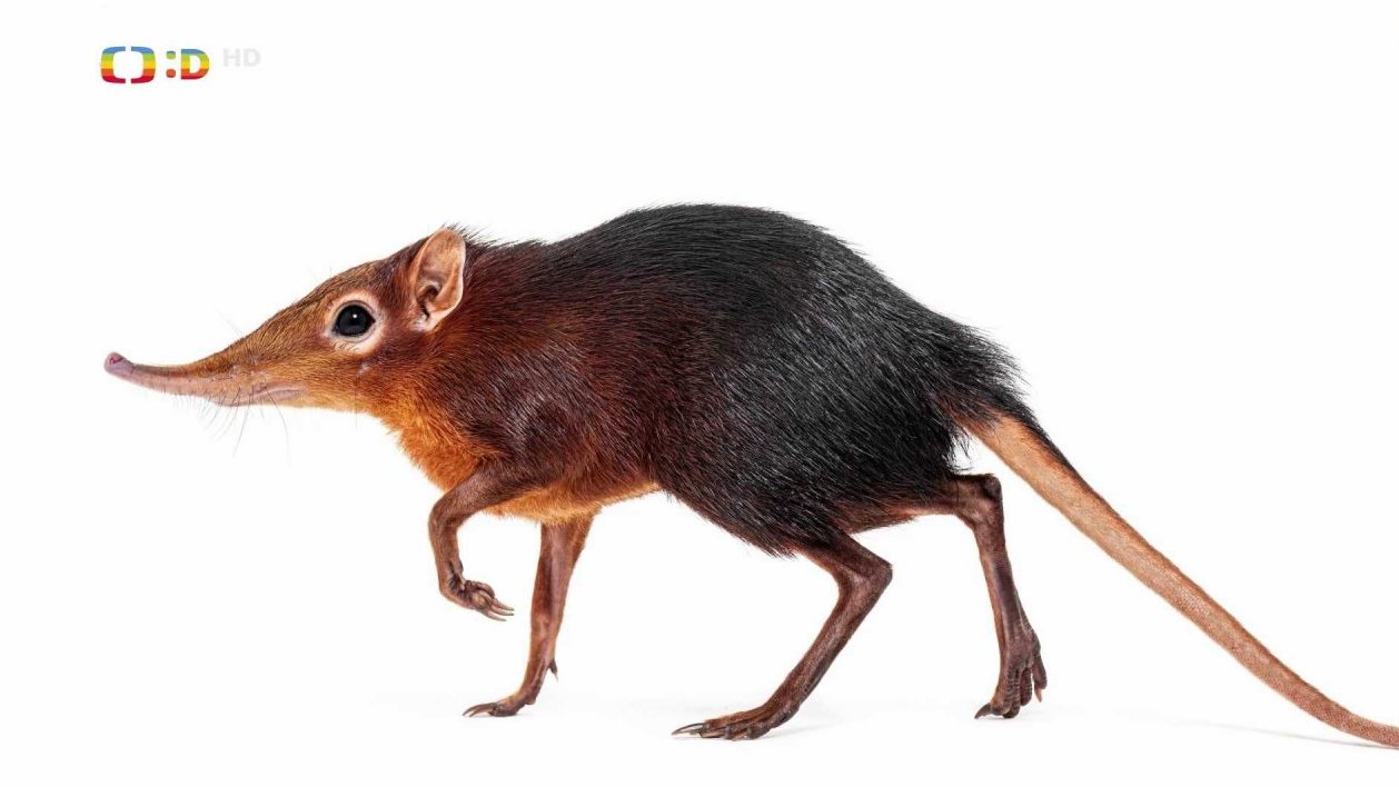 Bércoun – prťavý bratranec slona