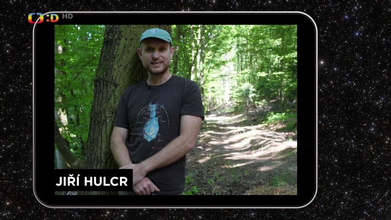 Co jsou zač kůrovci?