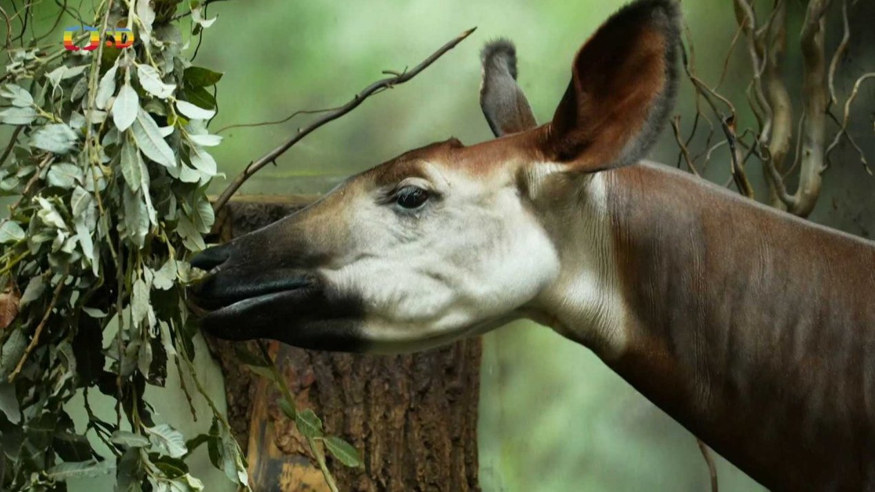 Příroda: Okapi