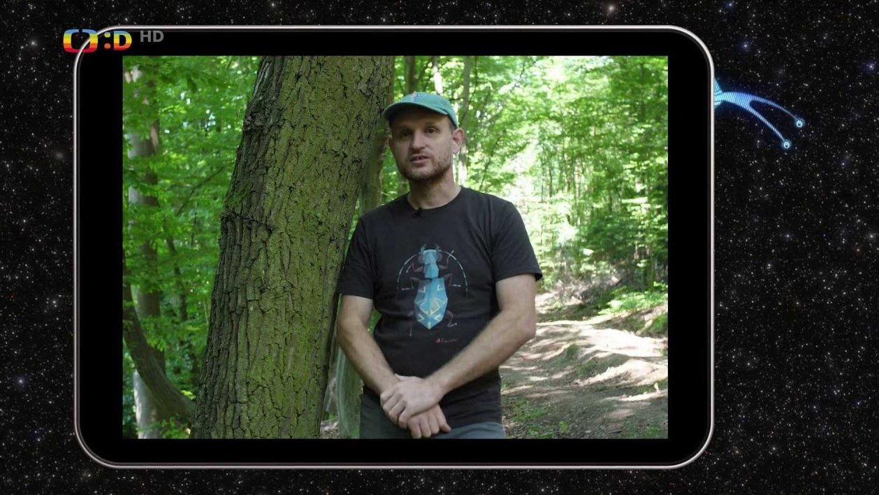 Jak žijí kůrovci?