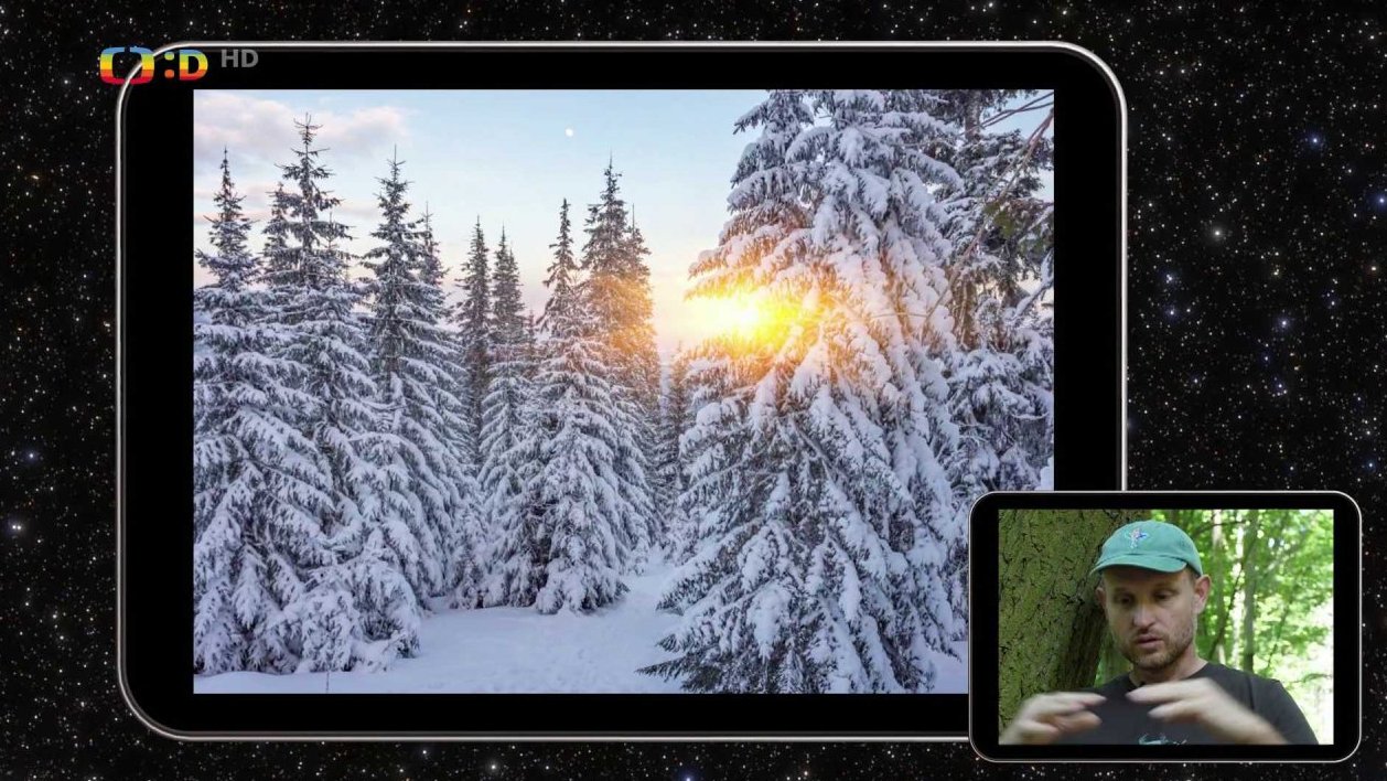 Kůrovci - vrazi nebo oběti?