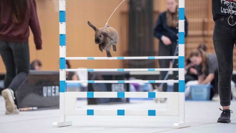 Závody v králičím hopu