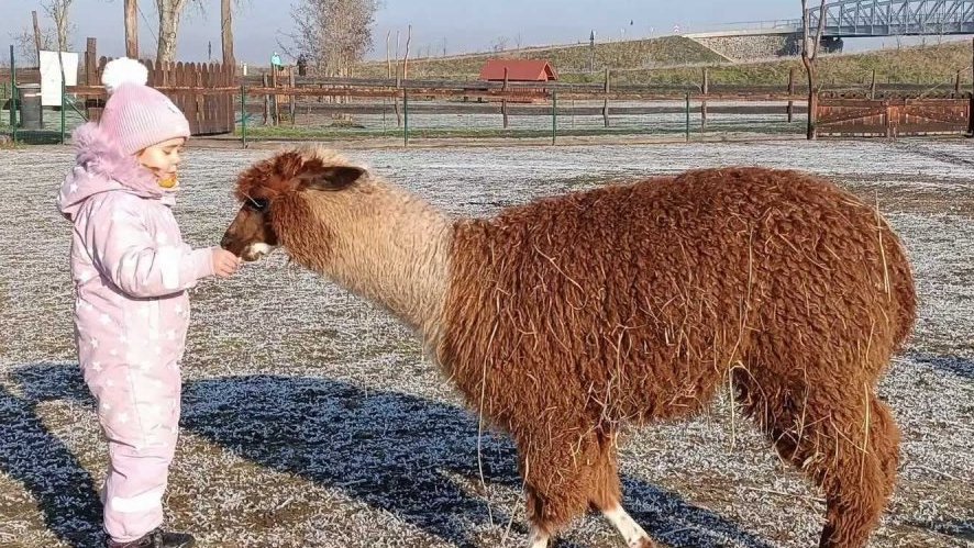 Vánoční nadílka pro zvířátka