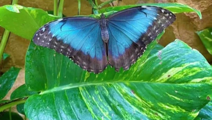 Vánoční džungle u motýlů