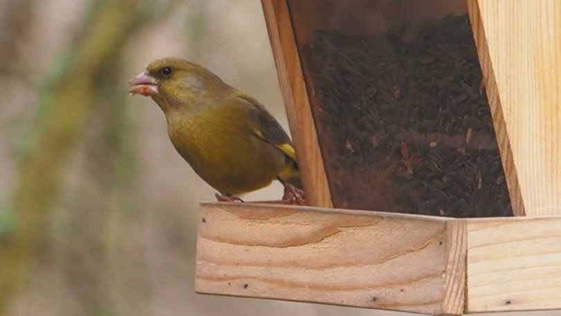Ptačí hodinka aneb Sčítáme ptáky na krmítku