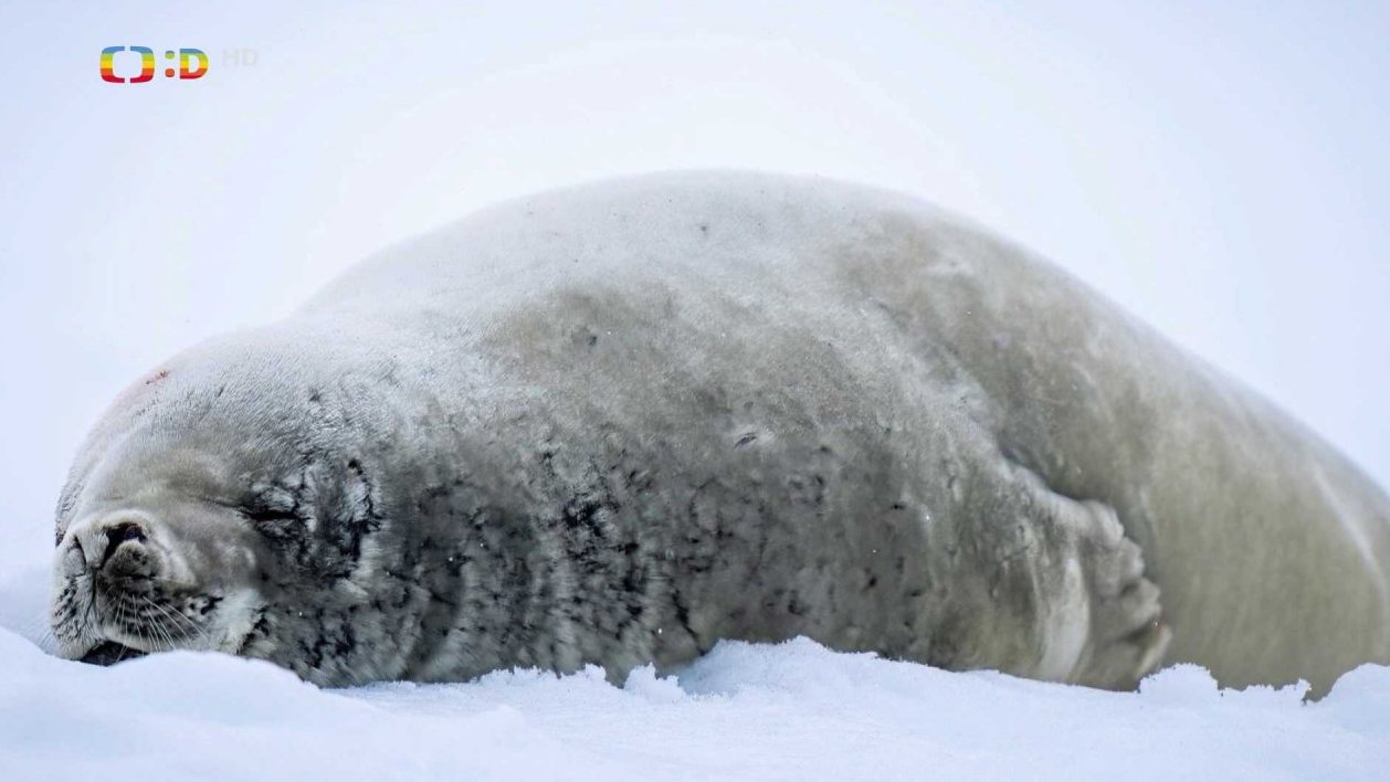 Tuleň Krabožravý - drsňák s tetováním