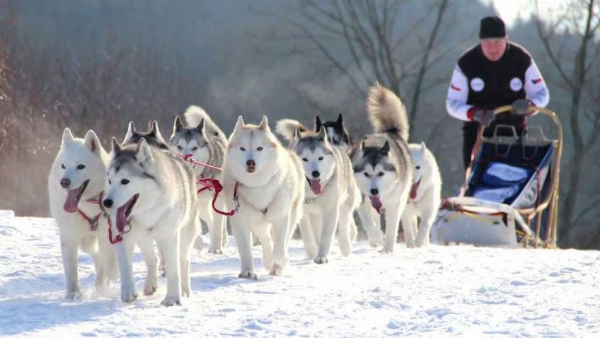 Saňové závody psích spřežení