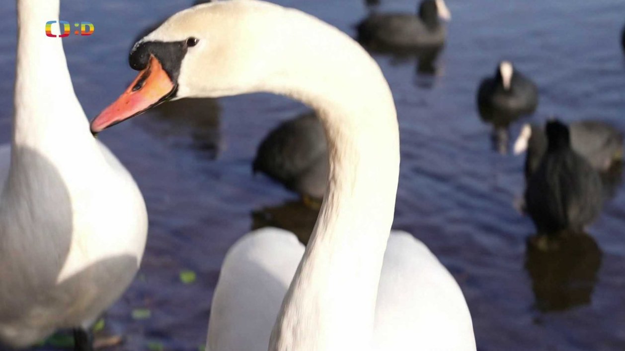 Příroda: Městská džungle