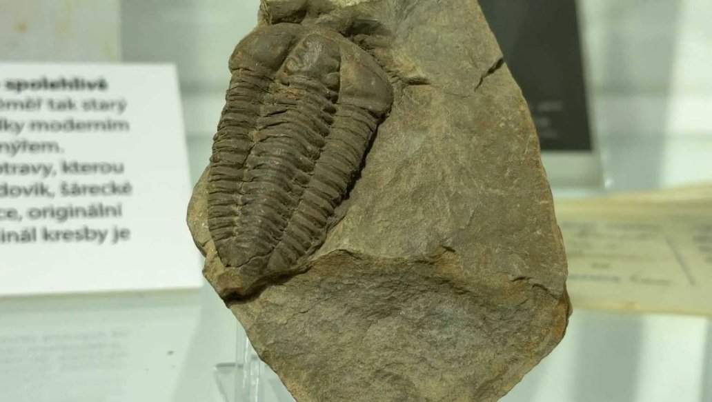 Od trilobita po sekretář