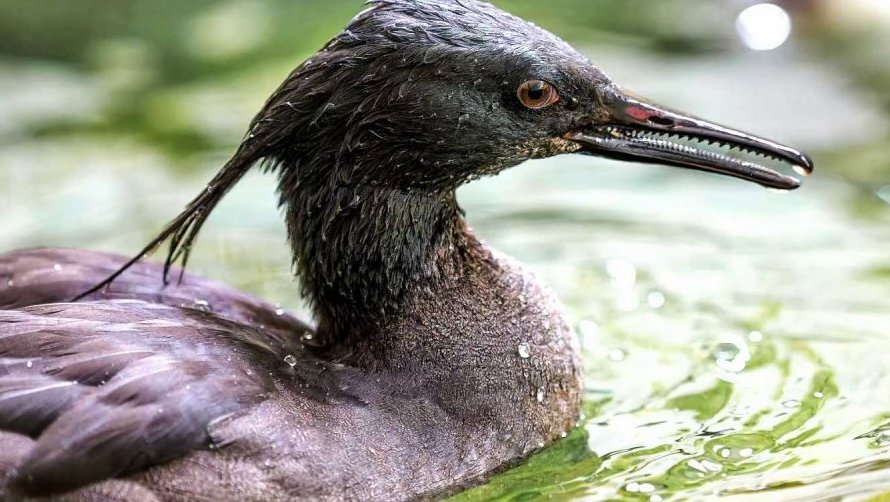 Světový den mokřadů – ZOO Praha