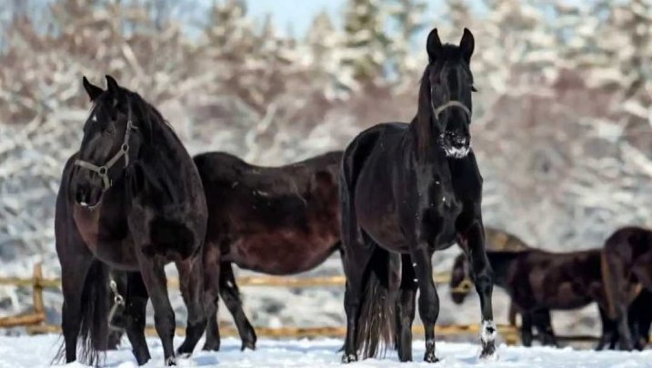 Hřebčíny Kladruby a Slatiňany
